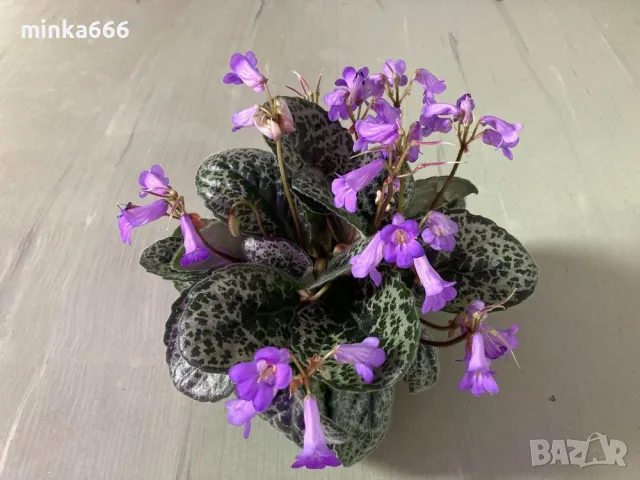 Красив стрептокарпус., снимка 1