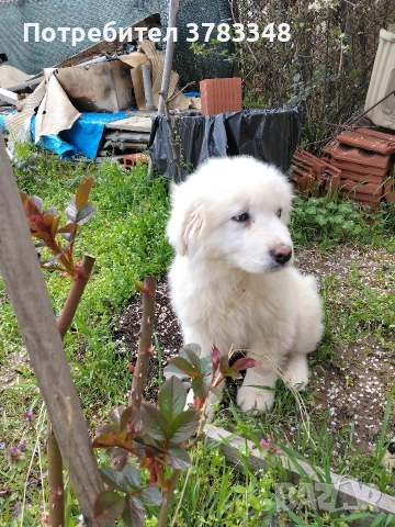 Кавказка овчарка . , снимка 3 - Бяла овчарка - 54115035