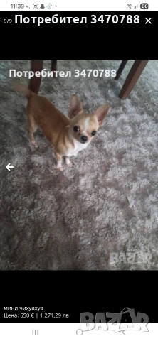 чихуахуа