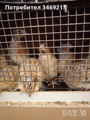 Пъдпъдъци на различни възраст