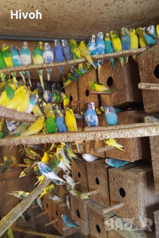 Вълнисти папагали , снимка 1 - Папагали - 23241397