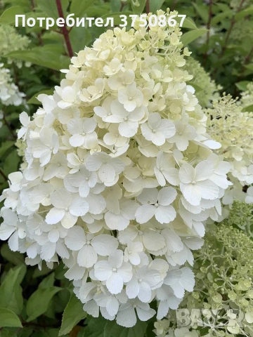 💞🤍🍀 Hydrangea paniculata 'Polar Bear' Хортензия метличеста „Полярна мечка“