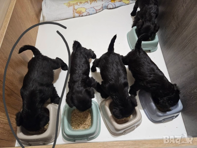  Мъжки мини шнауцер, снимка 10 - Други - 44351208