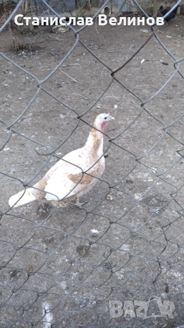 Продавам пуйки , снимка 2 - Кокошки и пуйки - 52856078