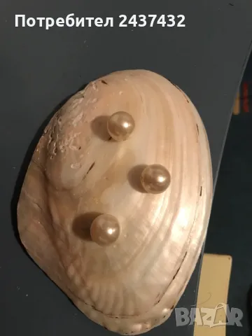 Перлена мида- поставка за бижута, снимка 2 - Други - 49317828