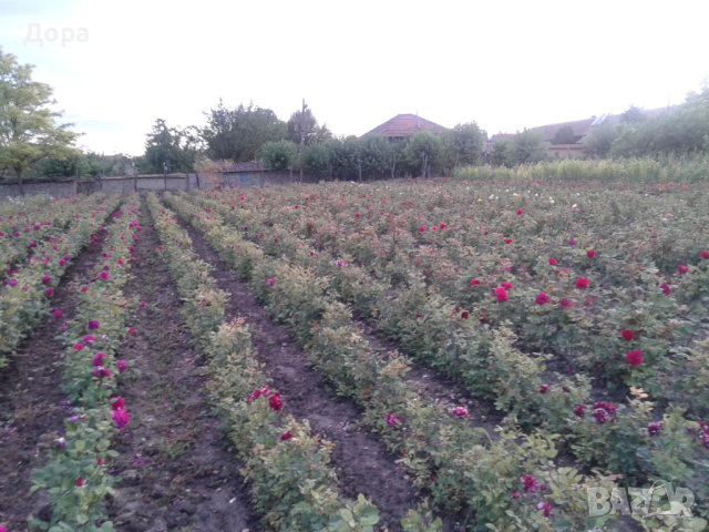 Щамбови рози, цветово разнообразие., снимка 16 - Градински цветя и растения - 44639785