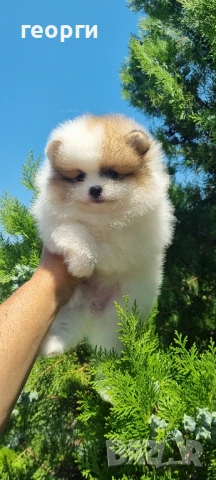 померан мини померан, снимка 2 - Померан - 50964936