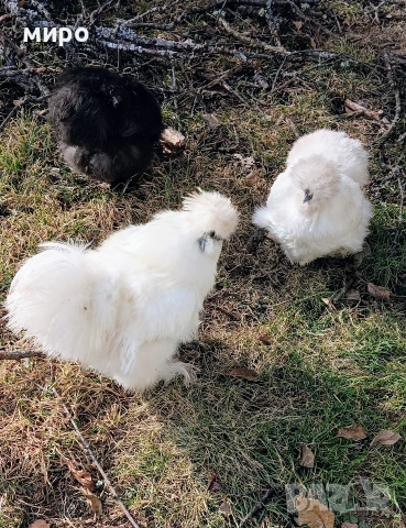 Петлета Копринки!