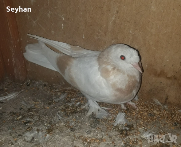 Мардини мардини 