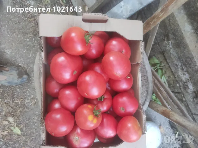 Градински домати, снимка 2 - Други - 55795751