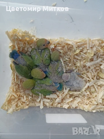 Папагали ръчно хранени неразделки, снимка 11 - Папагали - 51135664