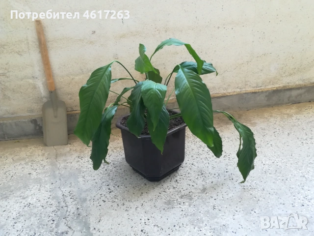 Спатифилиум, снимка 2 - Стайни растения - 54330892