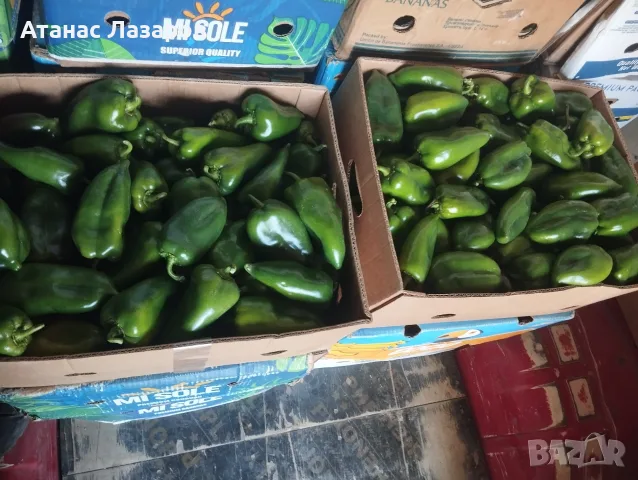 Продавам зелена капия на едро, снимка 3 - Градински цветя и растения - 56442222
