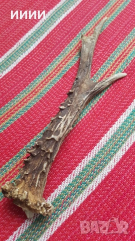 Рог от сръндак 3