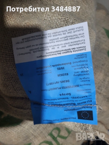 Семе картофи Клас А 35/55 Сорая, Soraya, снимка 3 - Сортови семена и луковици - 53474789