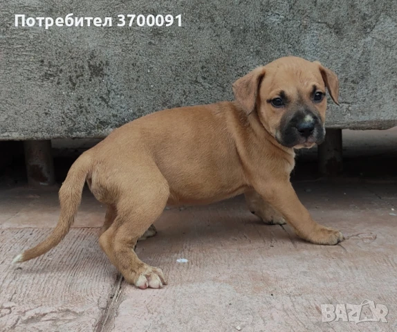 Питбул / питбулчета, снимка 1