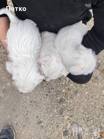 Малтийска болонка , снимка 7 - Болонка - 53060397