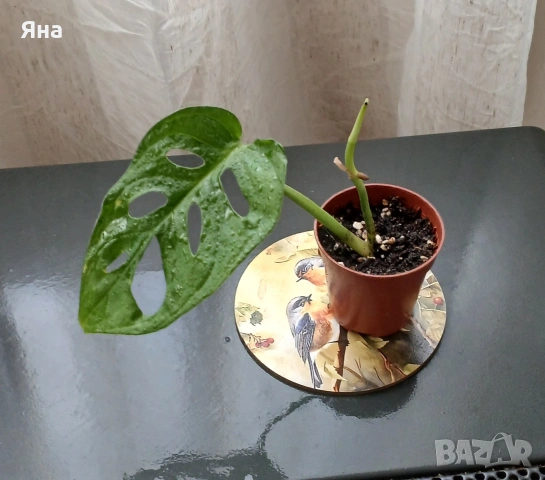 Мини растения - епипремнуми, дяволски бръшлян,монстера, снимка 5 - Стайни растения - 53712548