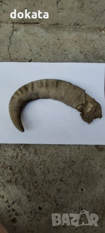 Много стар биволски рог, снимка 1 - Други животни - 33933090