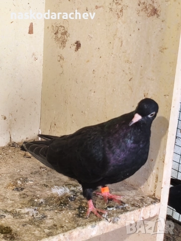 Гълъби на въртене - преметачи различни цветове, т.нар. поморийски ролери , снимка 4 - Гълъби - 52409994