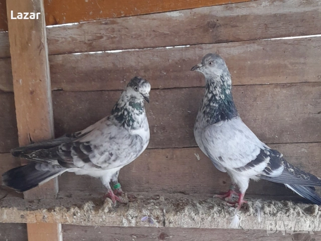 Елитни типлепи кинчес