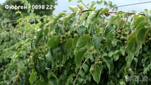 Киви Actinidia arguta Issai - МИНИ КИВИ – малко познато и много вкусно!, снимка 10 - Разсади - 38164416