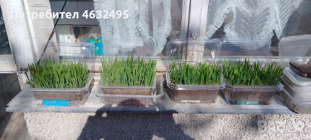 Продавам трева за котки 6 лв. със доставката за град Варна., снимка 4 - За котки - 52175628