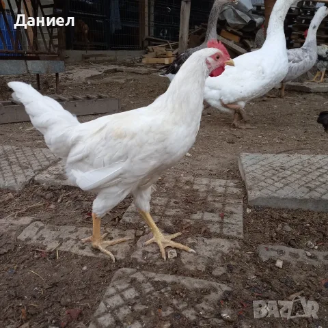 Петли и Кокошки, снимка 2 - Кокошки и пуйки - 55225250
