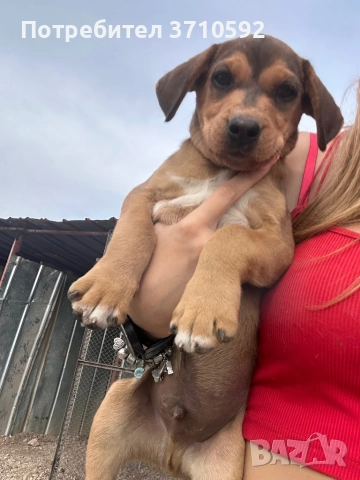 Кученца Унгарска Визла, снимка 1