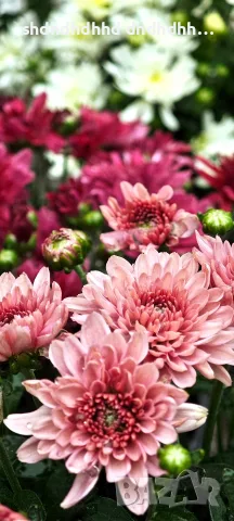 Кълбовидна хризантема 2.80€ за брой , снимка 5 - Градински цветя и растения - 55710756