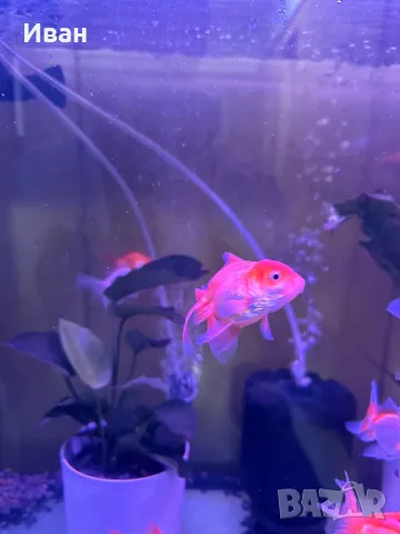 Златни рибки Оранда , снимка 8 - Рибки - 47367477