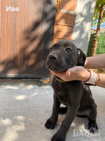 Продавам кученца Кане Корсо, снимка 5 - Кане корсо - 55949506