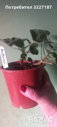 Продавам  сортови пеларгонии , снимка 1