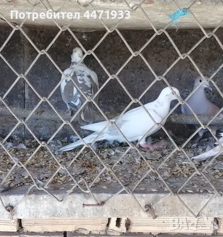 Кускумурийки мъжки и женски 