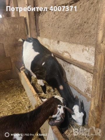 Продавам 2 кози, снимка 4 - Кози - 53029727
