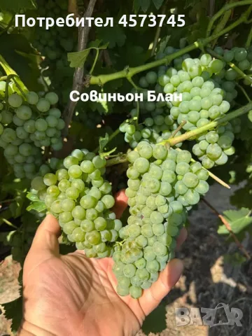 Грозде Мускат и Совиньон от производител, снимка 3 - Градински цветя и растения - 55852622