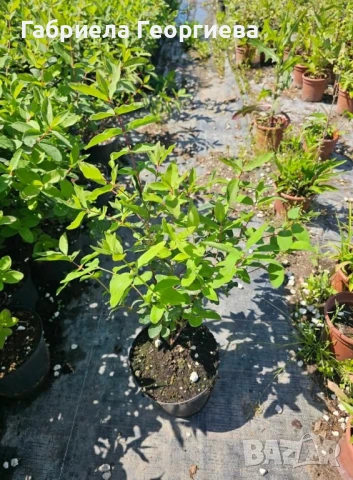 майска боровинка , снимка 3 - Градински цветя и растения - 50588962