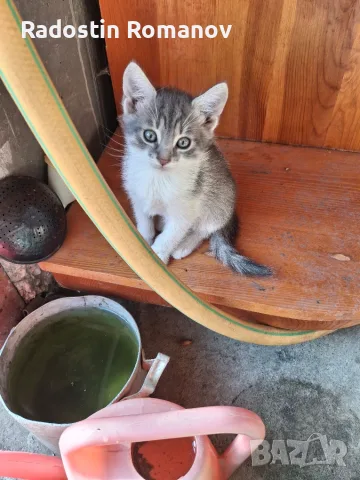 Подарявам малки котета на два месеца. Перник кв Тева., снимка 4 - За котки - 55920190