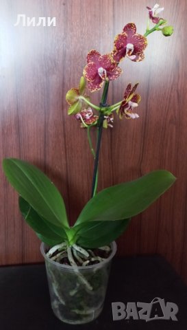 Орхидея фаленопсис Bambula, снимка 2 - Стайни растения - 40124310