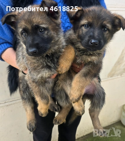 Сиви немски овчарки , снимка 3 - Немска овчарка - 53635810
