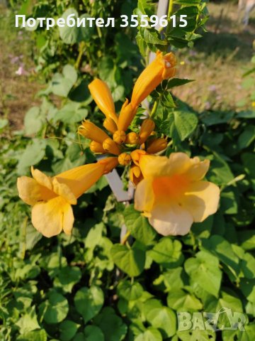 Семена на  градинско увивно растение Жълта Текома, снимка 1