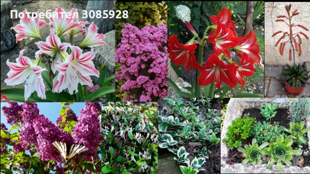 Градински и стайни цветя., снимка 1 - Градински цветя и растения - 37247676