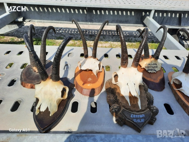 Трофей от дива коза. , снимка 10 - Декорация за дома - 54046259