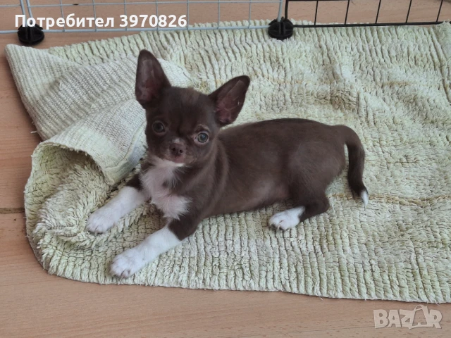 Идеално Момче Чихуахуа , снимка 9 - Чихуахуа - 50747156