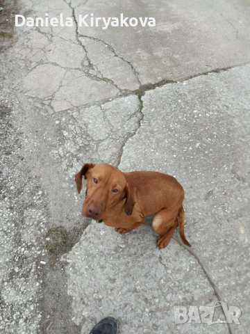 Продава се женска визла , снимка 2 - Унгарска визла - 54000956