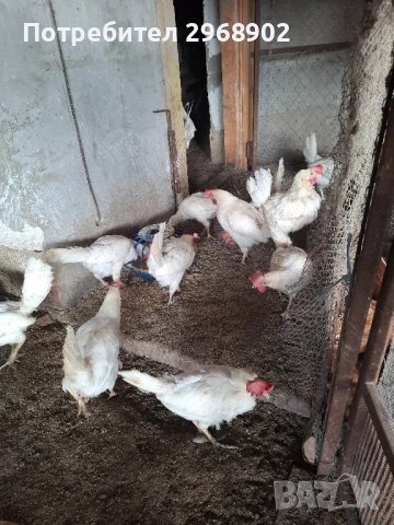 продавам кокошки легхорн и ломан Браун легхорн , снимка 1