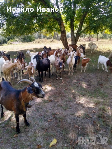 Продавам кози 10 броя, снимка 4 - Кози - 52027670