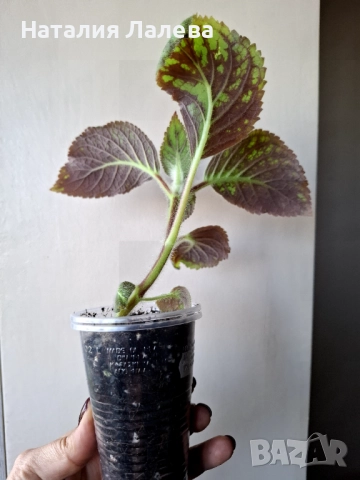 Колерия, Колумнея, Kohlera Ni's Marta, снимка 4 - Стайни растения - 52328802