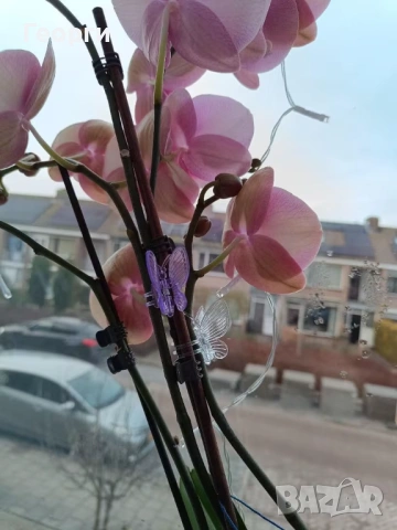 Клипс "пеперуди" за орхидеи, високрастящи или увивни растения., снимка 8 - Стайни растения - 54045504