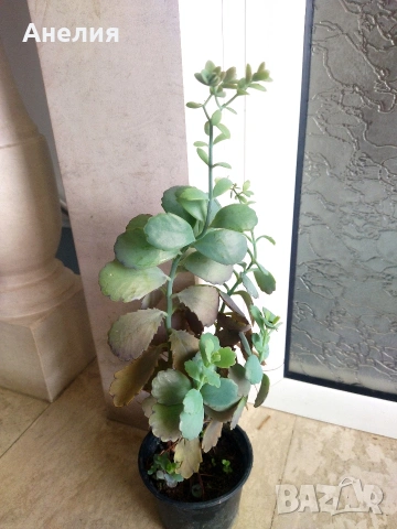 Каланхое лаксифлора с оранжеви камбанки, снимка 2 - Стайни растения - 54219888
